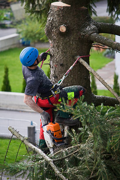 Leaf Removal in Moline, IL